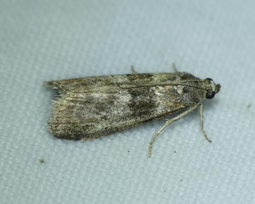 Réf. 291 309 : Sciota rhenella